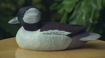 Decoy Duck of the Week: Bufflehead