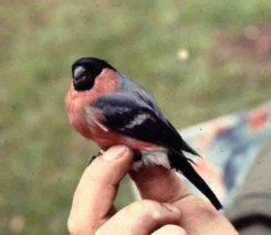 Bullfinch Advice: Bullfinch