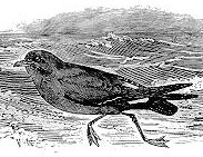 Fictional Detective Bulletin: Petrel