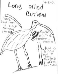 Dobsonday: Curlew