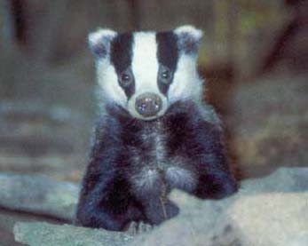 Mystic Badger News: Littleseverin