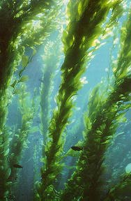 Songs That Mention Kelp : Number One: Kelp