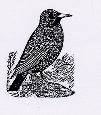 A History of Starlings: Starling
