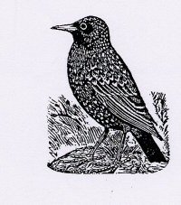 Thurn on Starlings: Starling1