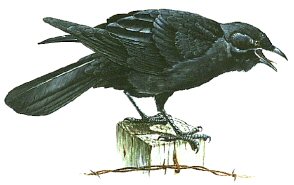“A tar-like odor everywhere prevailed, and I…”: Crow