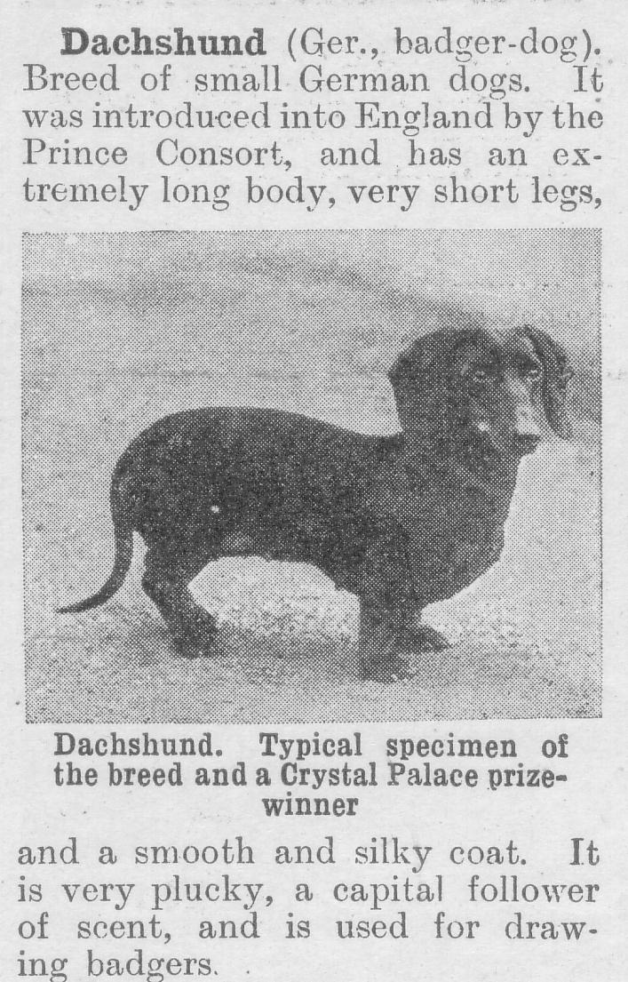 Bitterns and Badgers and Dachshunds: Dachshund