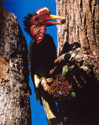 Rhinoplax Vigil (See Above): Hornbill