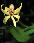 Potus Foliage: Orchid1