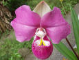 Potus Foliage: Orchid2