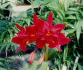 Potus Foliage: Orchid4