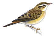 Crisis in the Sedge: Sedgewarbler