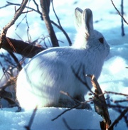 Constance, Bereft: Hare