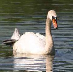 Veronica Lake and a Swan: Swan