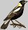 Five Tiny Birds: Tinybobolink