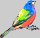 Five Tiny Birds: Tinypaintedbunting