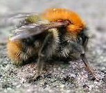 More About My Bomba: Bombus