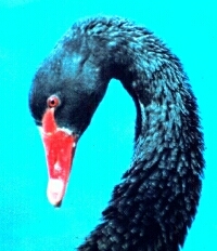 More About Swans: Blackswan