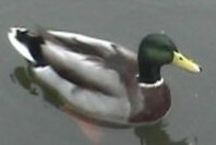 Birds That Go on Water: Duckdensity