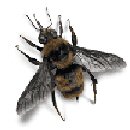 Killer Bees : The Mystery Solved: Killerbee