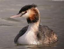 Home From the Hills: Grebe