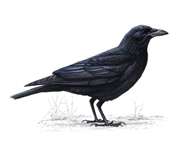 Cursed Crowfoot: Carrioncrow