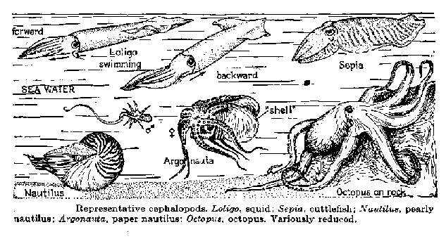 Bucephalus and the Cephalopods in the Bosphorus: Cephalopods