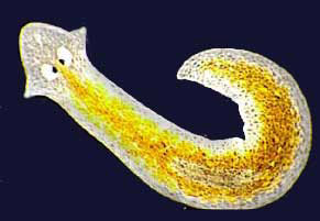 Saints and Flatworms: Planaria