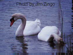 Saving Your Swan: Swans