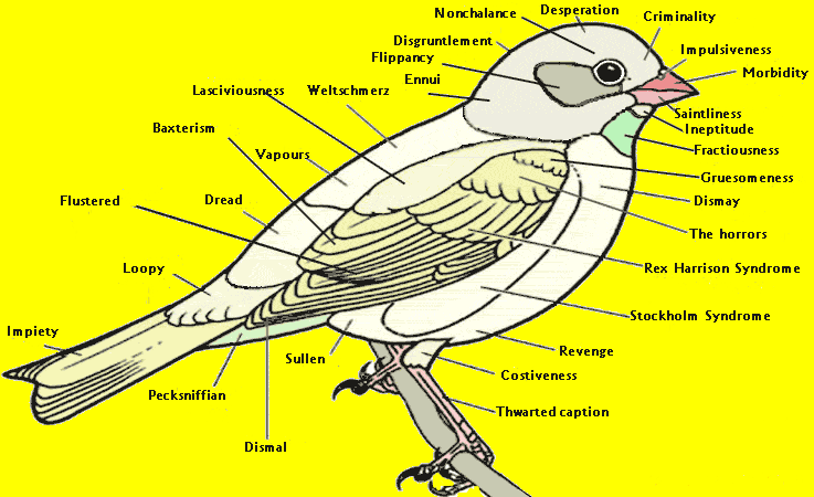 Blotzmann's Bird Psychology Diagram: Bird_Diagram_A