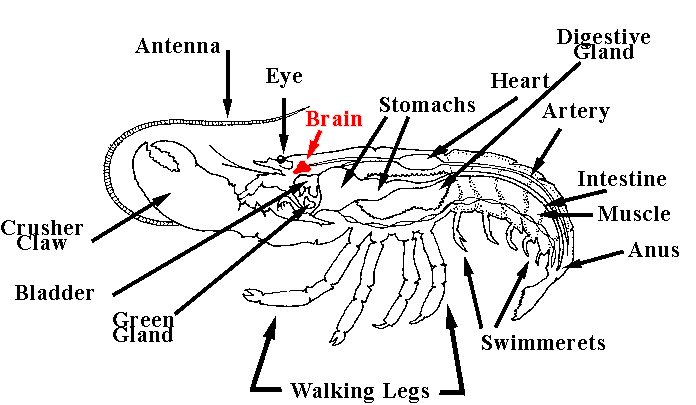 lobsterbrainview.jpg