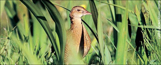 corncrake.jpg