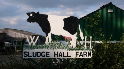 Blog Sludge Hall Cow
