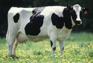 cow