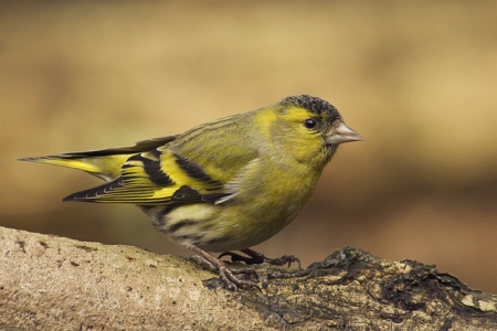 siskin