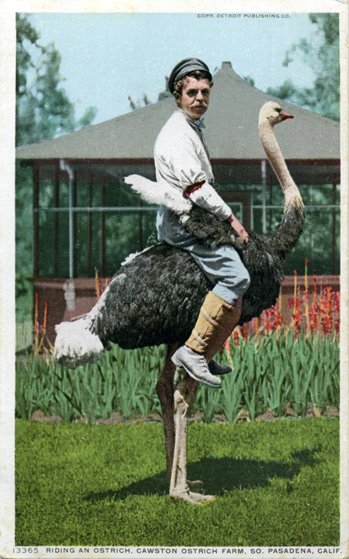 Caswston_Ostrich_Farm_So_Pasadena_CA_Riding_13365