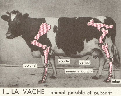 vache