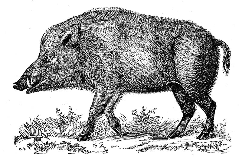 Wild_boar