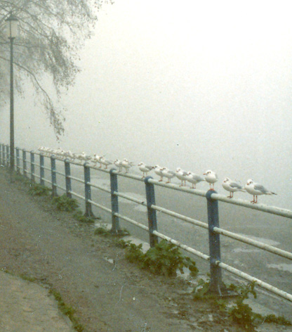 Self-Tidying Gulls 2 (detail)