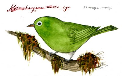 whiteeye_10