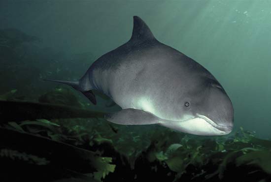 porpoise