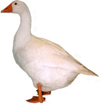 Roman-Goose-Cut-Out