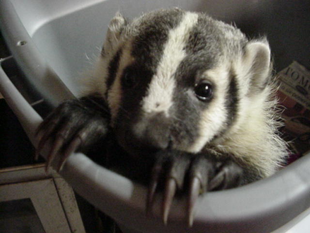 baby badger