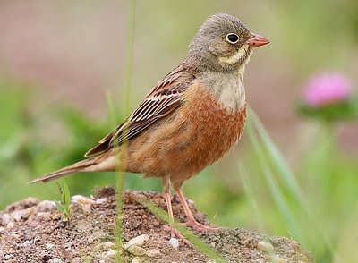 OrtolanBunting