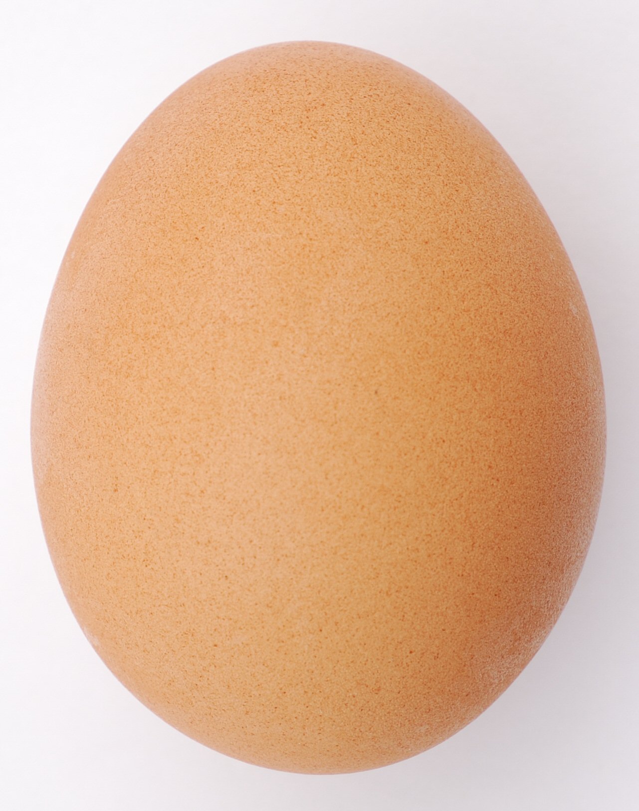 egg