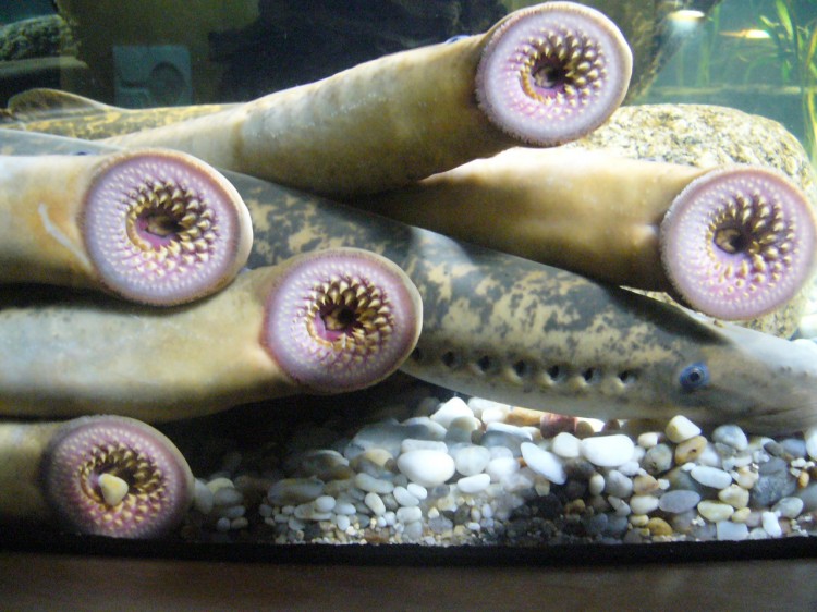 lamprey1