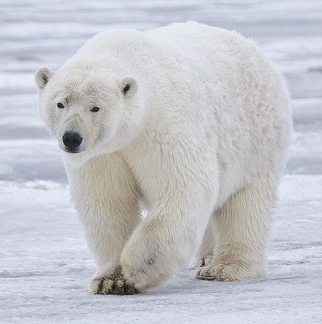 polar bear