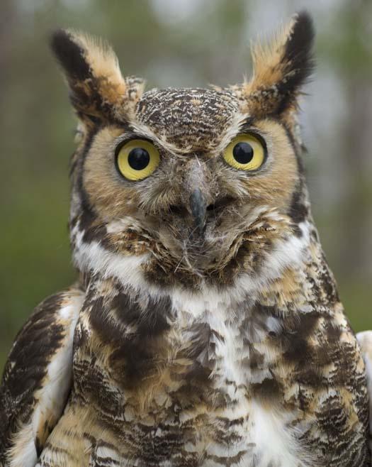 great-horned-owl-4-1-2008_1875