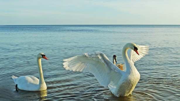 shutterstock_swans-615x345