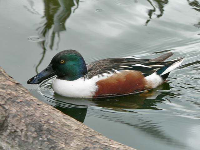 northernShoveler