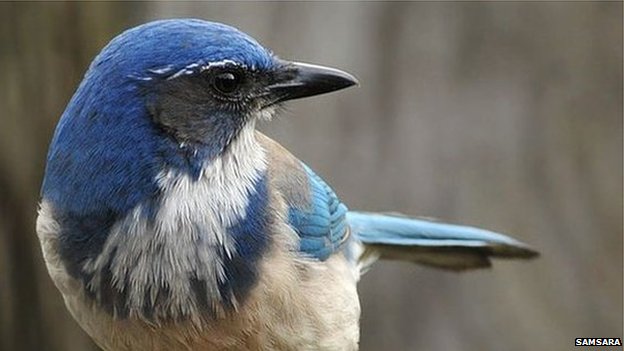 _62603269_scrubjay